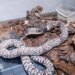Ловец змей в Индии погиб при попытке похвастаться уловом
