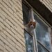 Биолог объяснил опасность мышей, которые забегают в дом