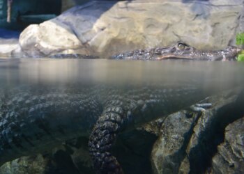 Погибшего из-за крокодила рыбака нашли через 7 часов