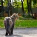 «Пушистый радар». Кот Маркиз предупреждает бойцов о приближении дронов ВСУ