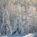 Снег скрыл все следы: поиски семьи Усольцевых могут возобновить только весной